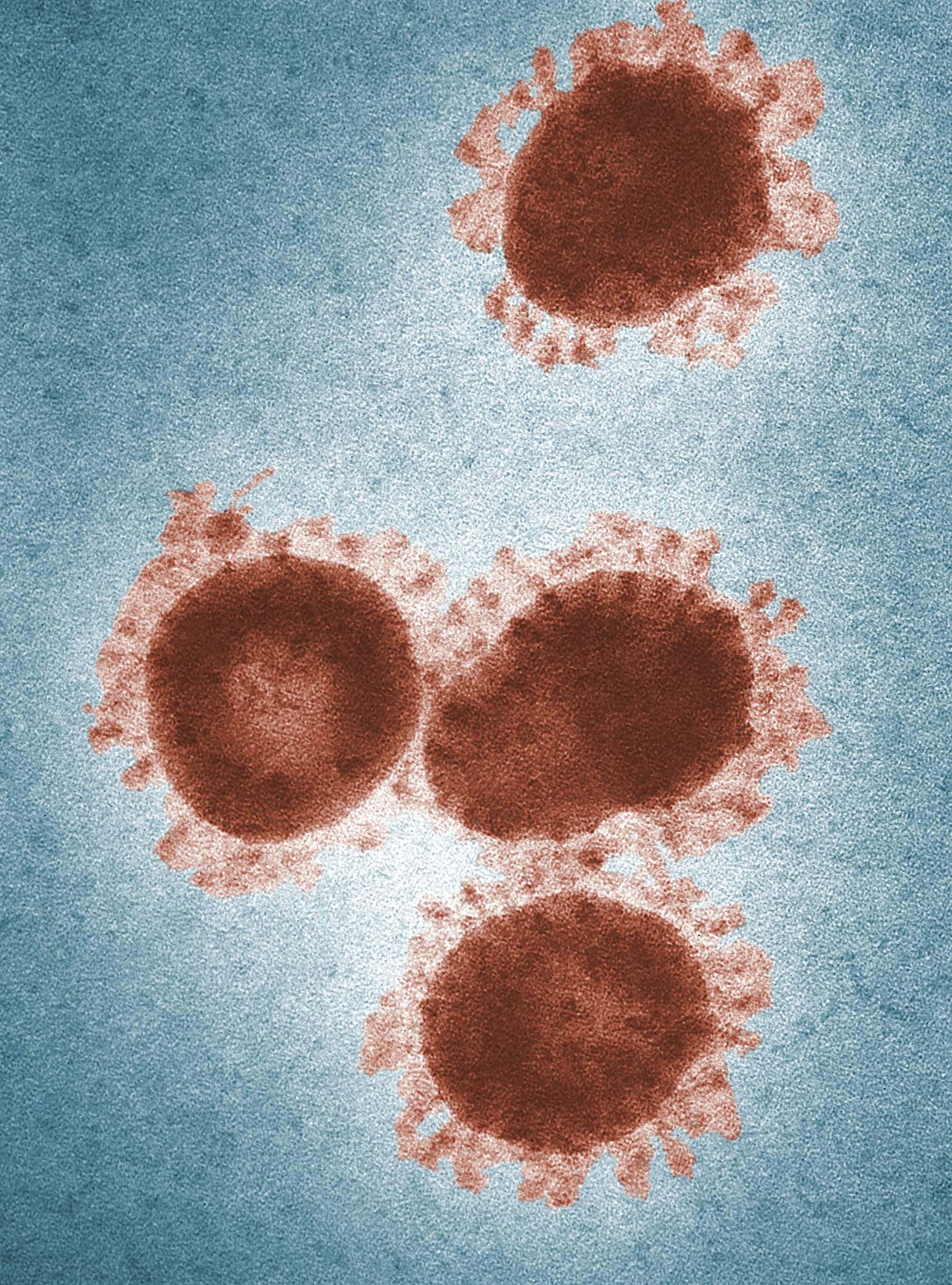 Closeup of Cells