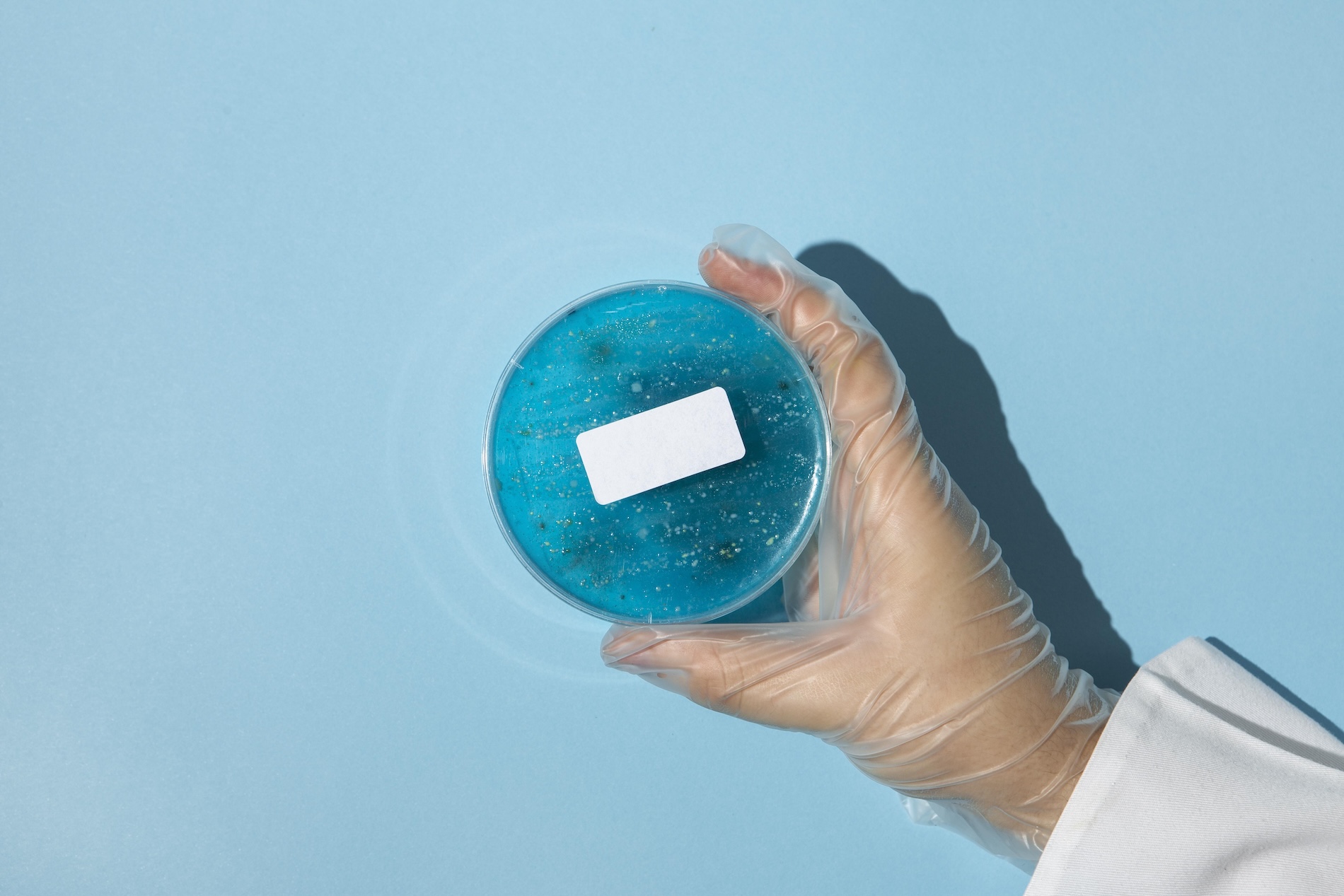 Gloved hand holding a laboratory culture dish